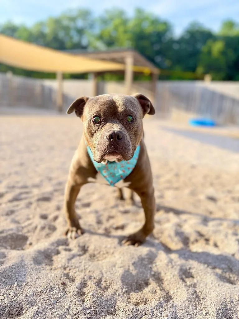 An adult medium-sized male Mixed Breed dog named Bo for adoption in Muskegon, MI
