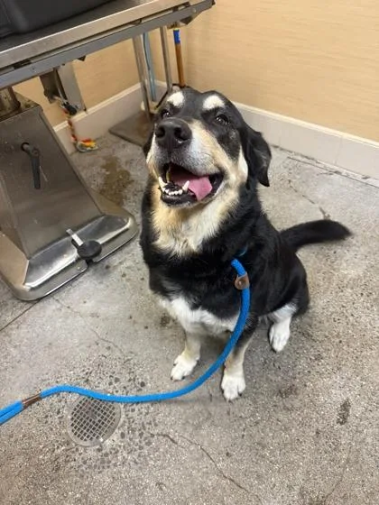 An adult large-sized male Mixed Breed dog named Enzo for adoption in Honolulu, HI