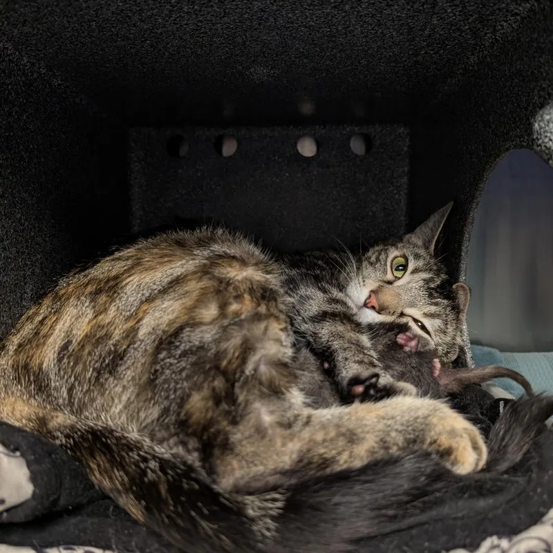 An adult medium-sized female Tortoiseshell Domestic Short Hair cat named Catriona for adoption in Brookfield, WI