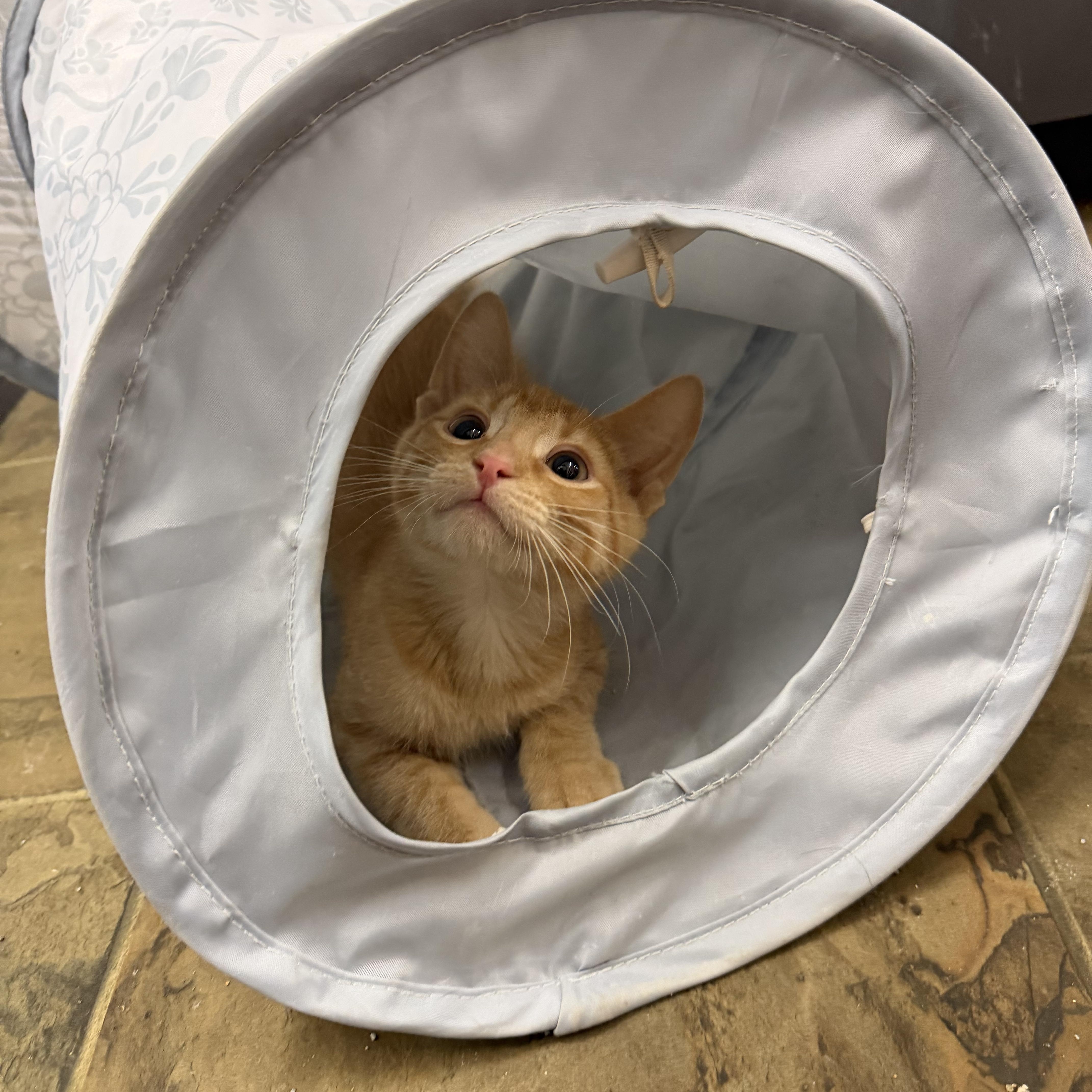 A baby small-sized male Orange & White Domestic Short Hair cat named Benny for adoption in Mauston, WI