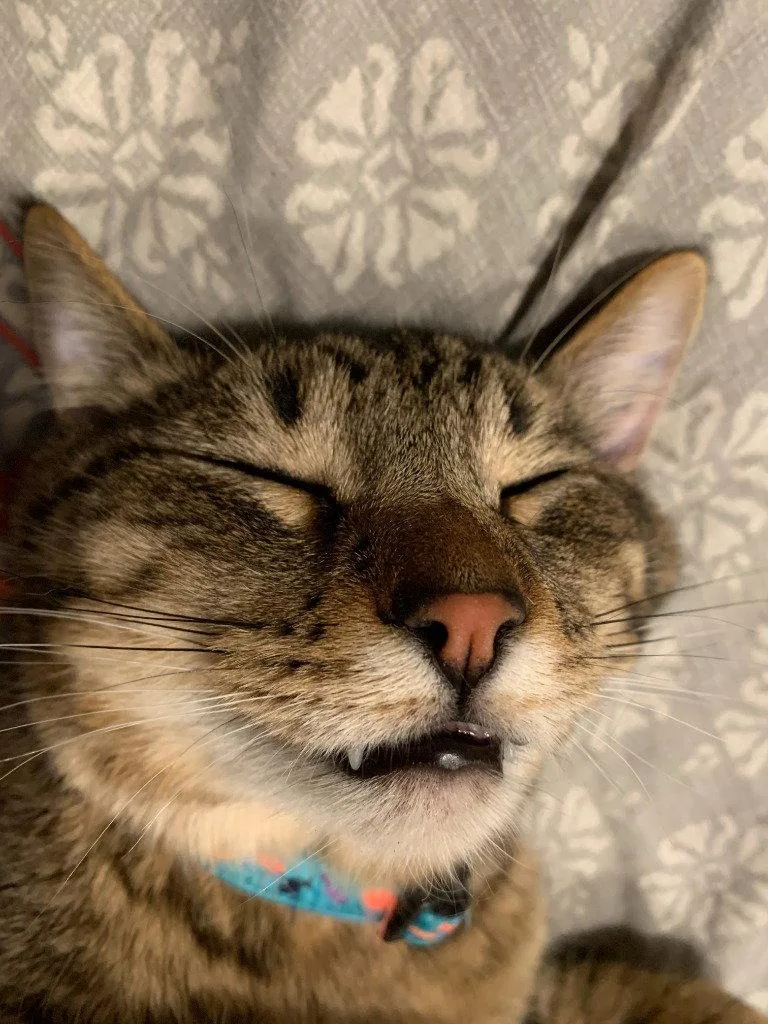 An adult medium-sized male Domestic Short Hair cat named Whiskey for adoption in Battle Ground, WA