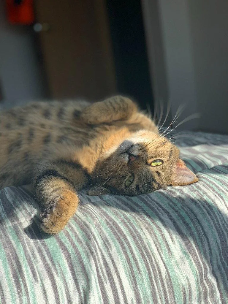 Whiskey thumbnail 3