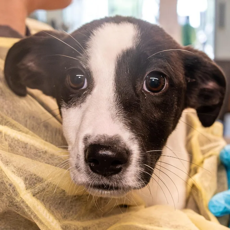 A baby small-sized female Black Mixed Breed dog named Gnocchi for adoption in Kennebunk, ME