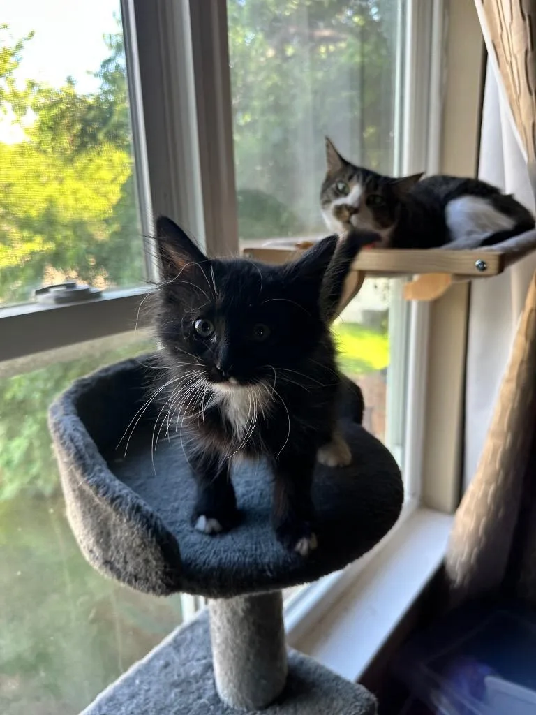 A baby small-sized male Domestic Long Hair cat named Tate Toebeans for adoption in Lewisville, TX