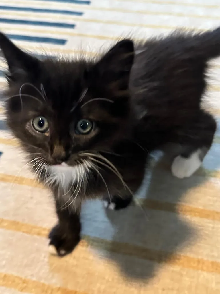 Tate Toebeans thumbnail 4