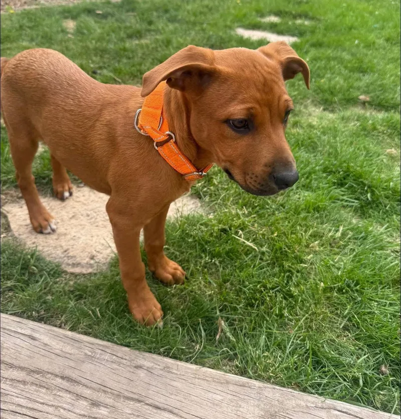 Hazel