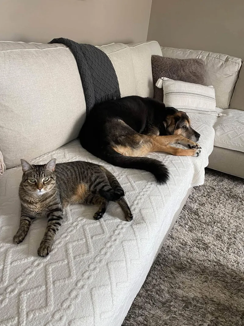 A young medium-sized male Tabby cat named Timber & Ukie for adoption in Orland Park, IL
