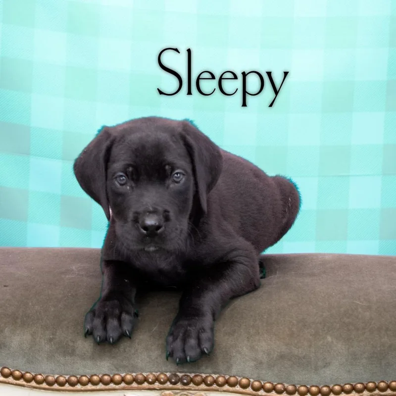 A baby small-sized male Black Great Dane dog named Haymitch for adoption in Dayton, OH