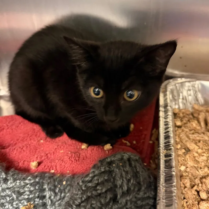 A baby small-sized female Black Domestic Short Hair cat named Betsy for adoption in Charlottesville, VA