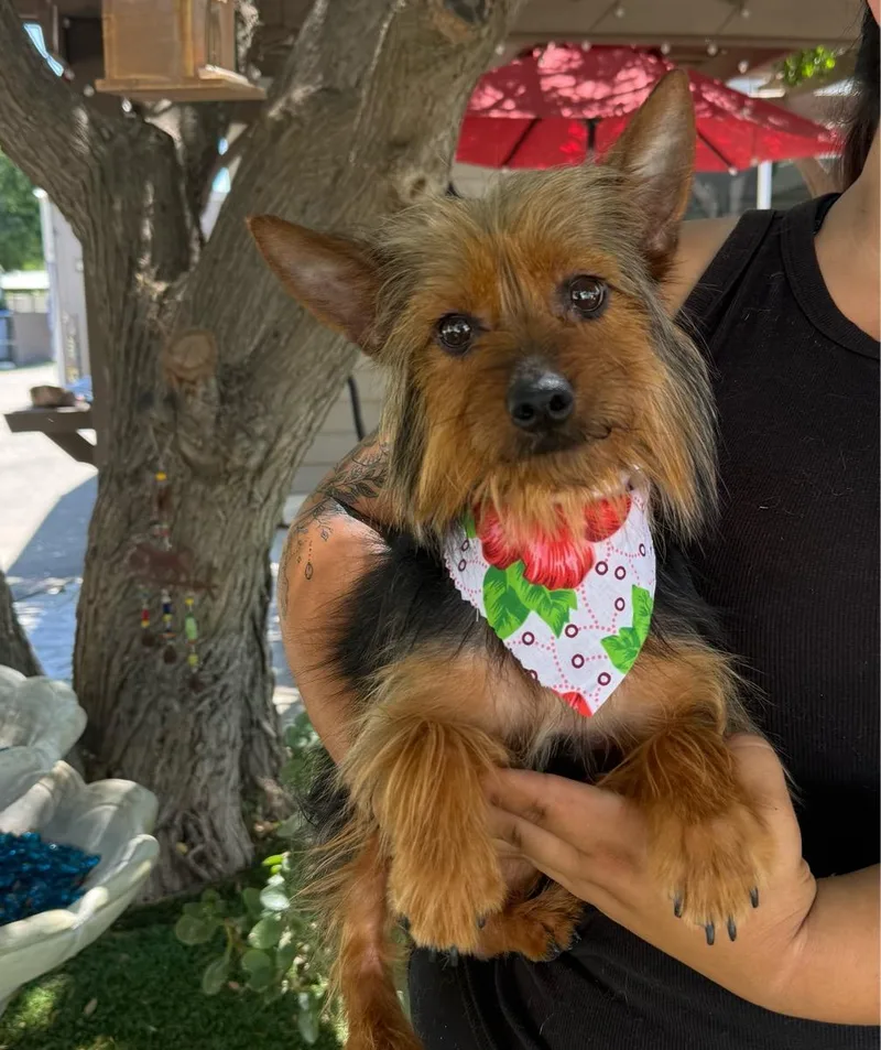 An adult small-sized female Yellow / Tan / Blond / Fawn Silky Terrier dog named Candy for adoption in Temecula, CA