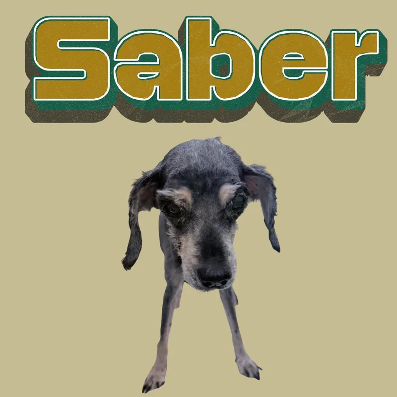Saber