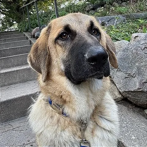 A young large-sized male Anatolian Shepherd dog named Otto for adoption in Crystal, MN