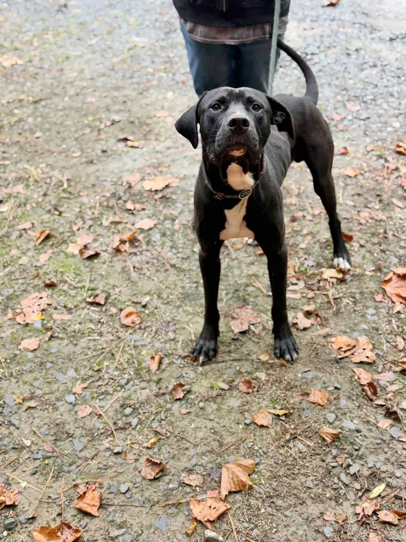 An adult large-sized male Mixed Breed dog named Big for adoption in Elizabethtown, NC