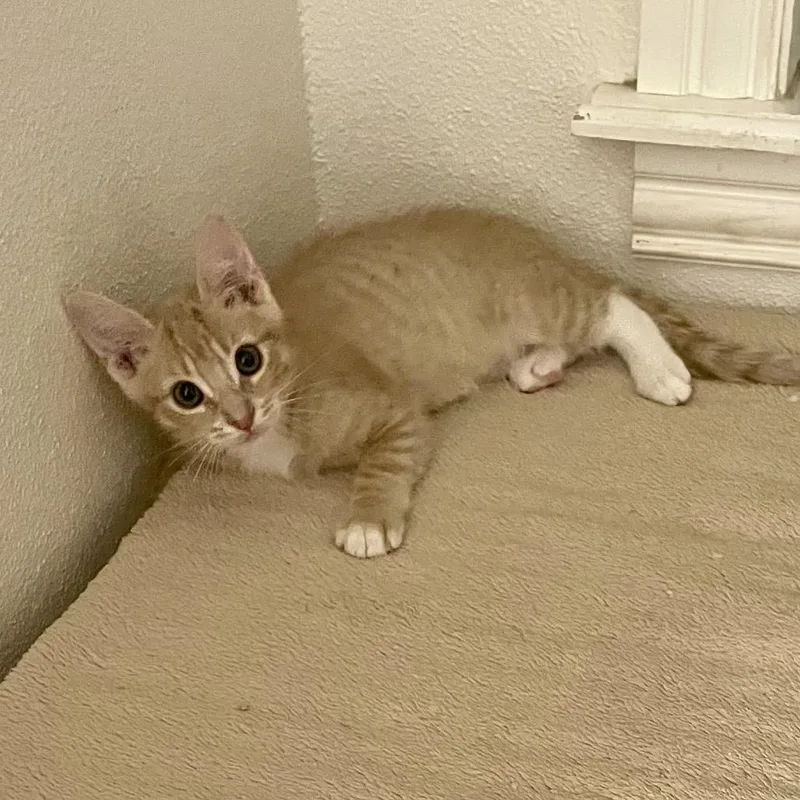A baby small-sized male Buff / Tan / Fawn Domestic Short Hair cat named Gilmour for adoption in Bulverde, TX