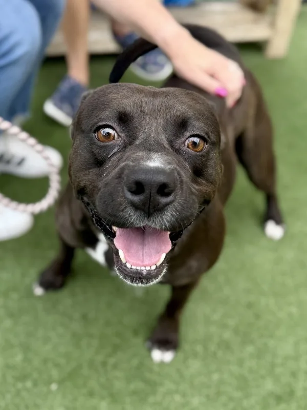An adult medium-sized male Pit Bull Terrier dog named Carl for adoption in Topeka, KS