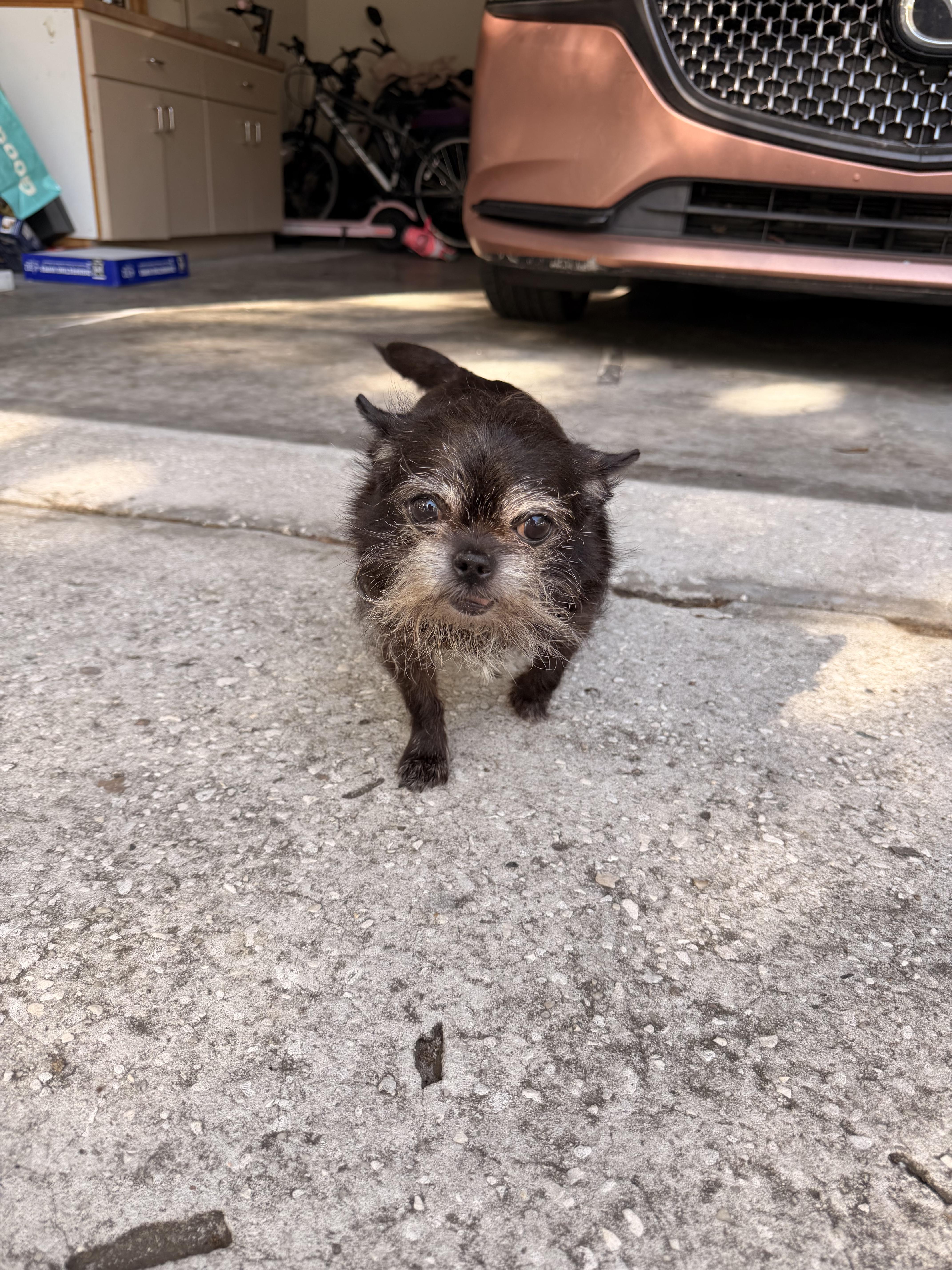 A senior small-sized female Black Chihuahua dog named Princess for adoption in Tampa, FL