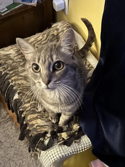 An adult large-sized female Domestic Short Hair cat named Delilah for adoption in Port Republic, MD