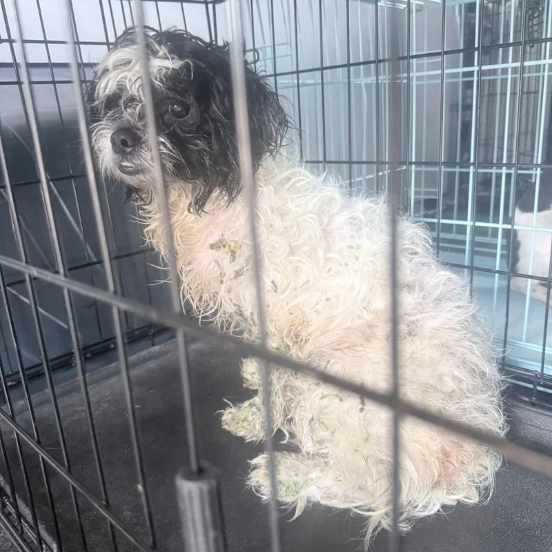 An adult small-sized male White / Cream Lhasa Apso dog named Stanley for adoption in Jupiter, FL
