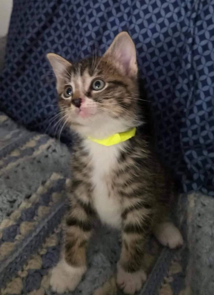 A baby medium-sized male Tabby (Brown / Chocolate) Domestic Short Hair cat named Henry for adoption in Tomah, WI