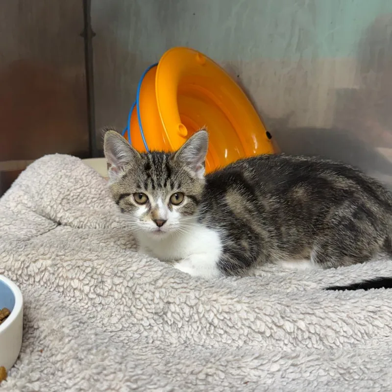 A baby medium-sized female Tabby (Brown / Chocolate) Domestic Short Hair cat named Catelyn for adoption in Fenton, MI