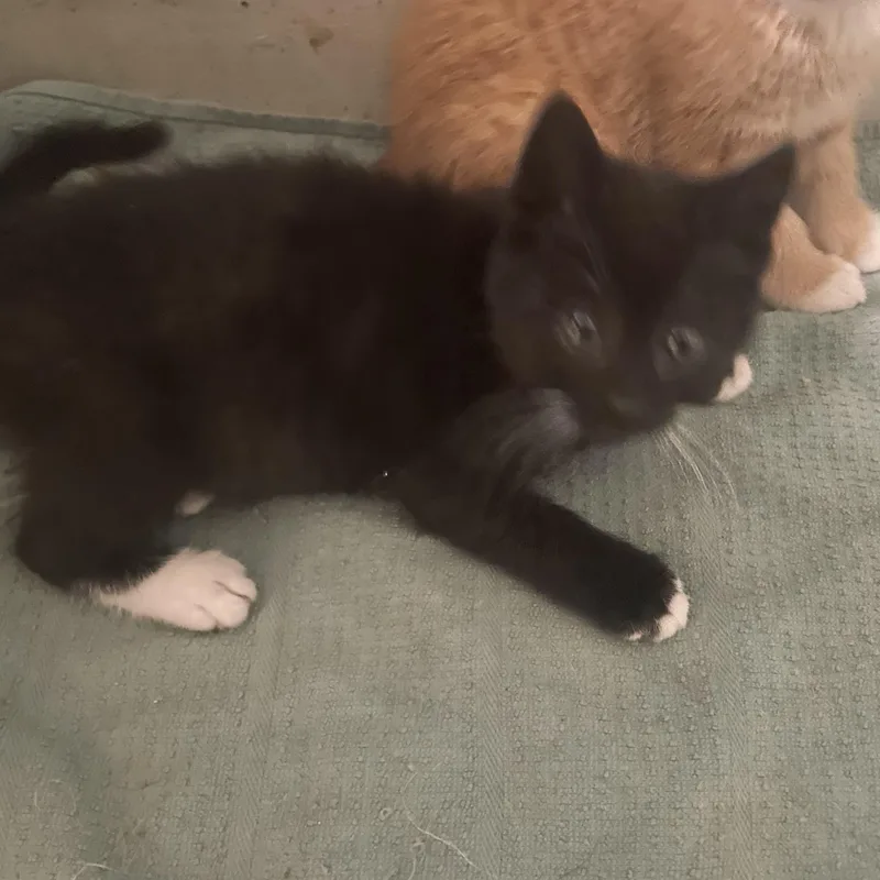 A baby small-sized female Black & White / Tuxedo Domestic Short Hair cat named Tina for adoption in Troy, NY