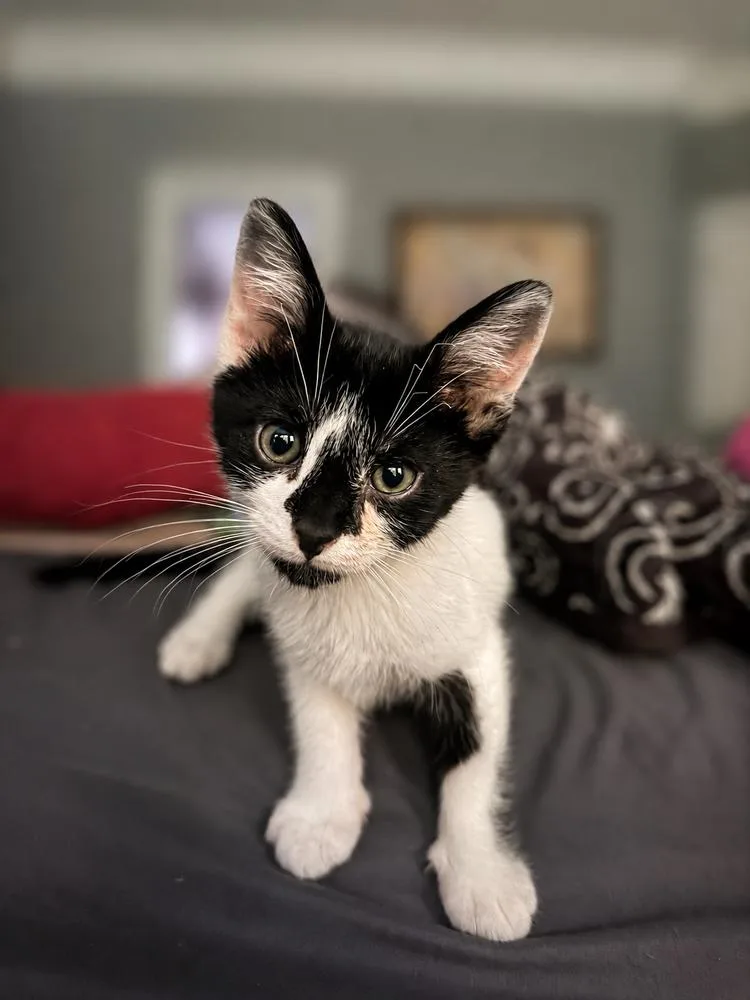 A baby small-sized male Black & White / Tuxedo Domestic Short Hair cat named Sebastian for adoption in Kinston, NC