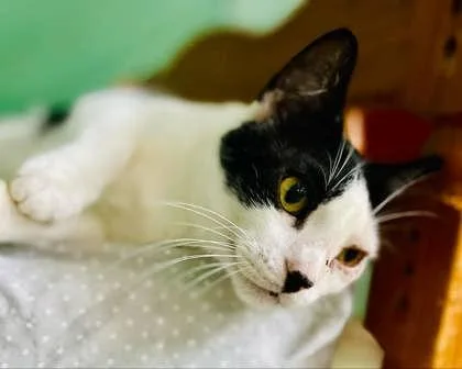 Sammie thumbnail 2