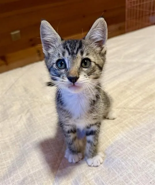 A baby small-sized male Domestic Short Hair cat named Pita for adoption in San Bernardino, CA