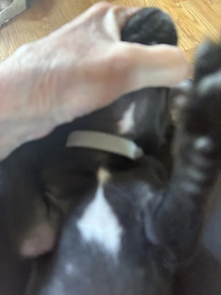 Mowgli thumbnail 2
