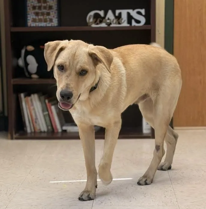 An adult medium-sized male Yellow / Tan / Blond / Fawn Labrador Retriever dog named Coutu Jeff for adoption in Broomfield, CO