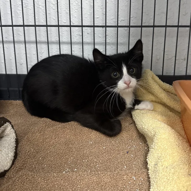 A baby small-sized male Black Domestic Short Hair cat named Aerolith for adoption in Chaska, MN