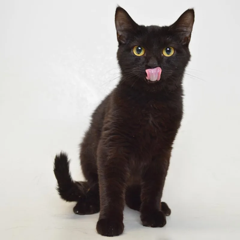 An adult medium-sized male Black Domestic Short Hair cat named Mad Dog for adoption in Springfield, IL