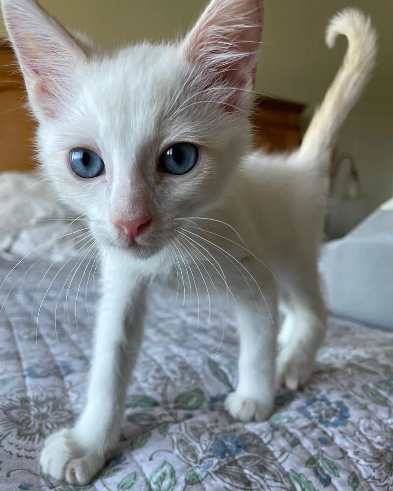 A baby small-sized male Siamese cat named Jimmy for adoption in San Francisco, CA