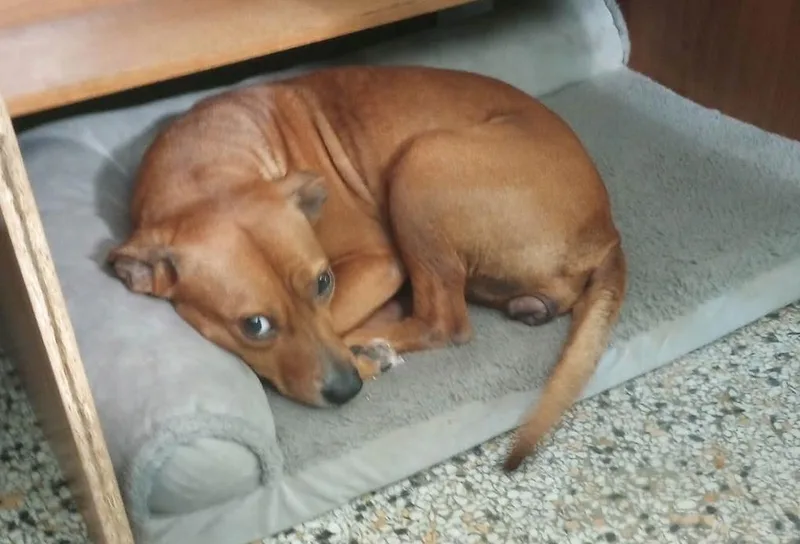 An adult medium-sized female Hound dog named Ellie Mae for adoption in Osteen, FL