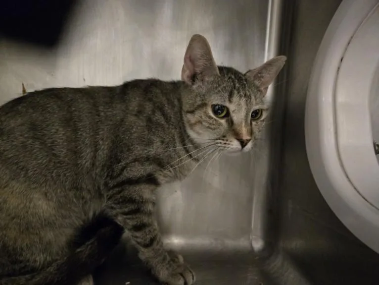 A young medium-sized female Domestic Short Hair cat named Jennie for adoption in Hagerstown, MD
