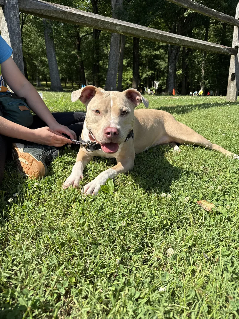 An adult large-sized female Pit Bull Terrier dog named Mimi for adoption in Reisterstown, MD