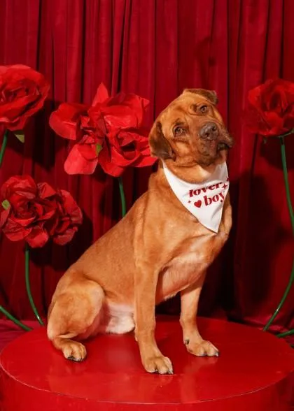 Gingerbread Man thumbnail 2