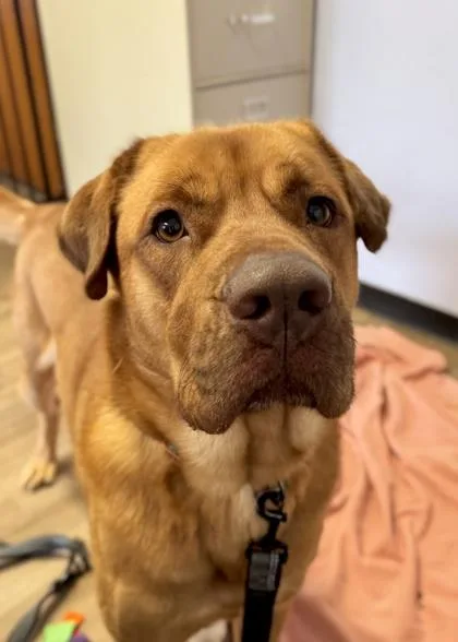 Gingerbread Man thumbnail 3