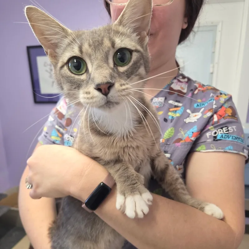 A young medium-sized female Domestic Short Hair cat named Miss Demeanor for adoption in Warwick, RI