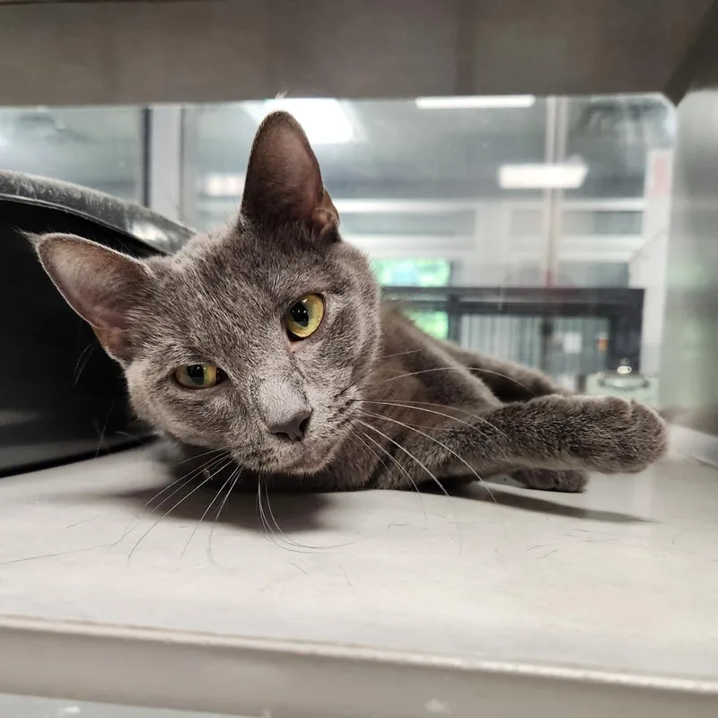 A young medium-sized female Gray / Blue / Silver Domestic Short Hair cat named Lady Grey for adoption in Grand Rapids, MI