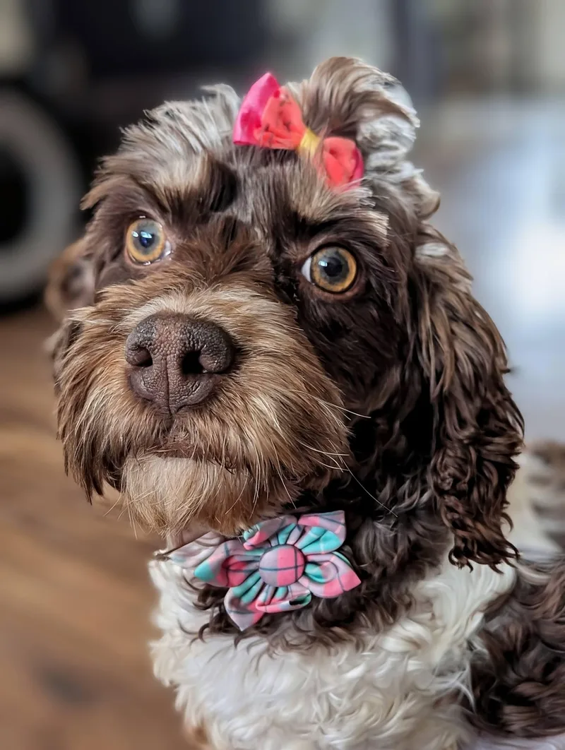 A young small-sized female Brown / Chocolate Cockapoo dog named Daisy Yr for adoption in Mentor, OH