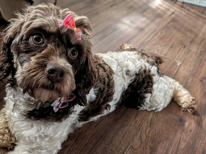 Daisy Yr thumbnail 2