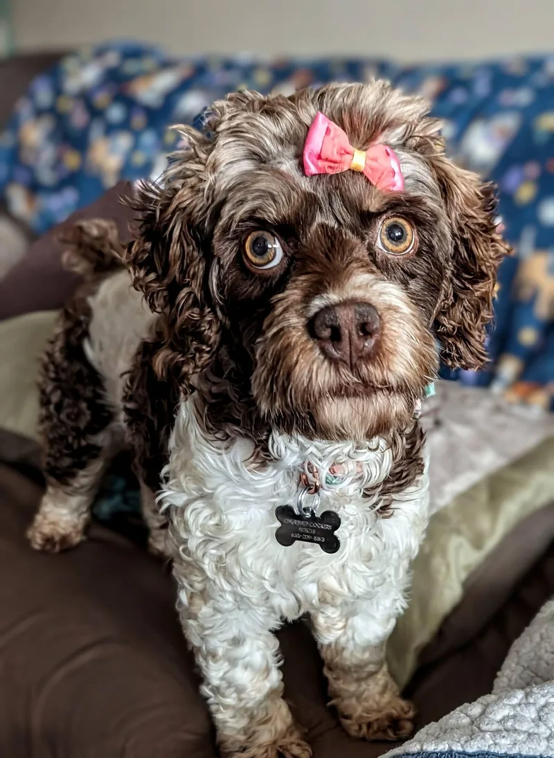 Daisy Yr thumbnail 3