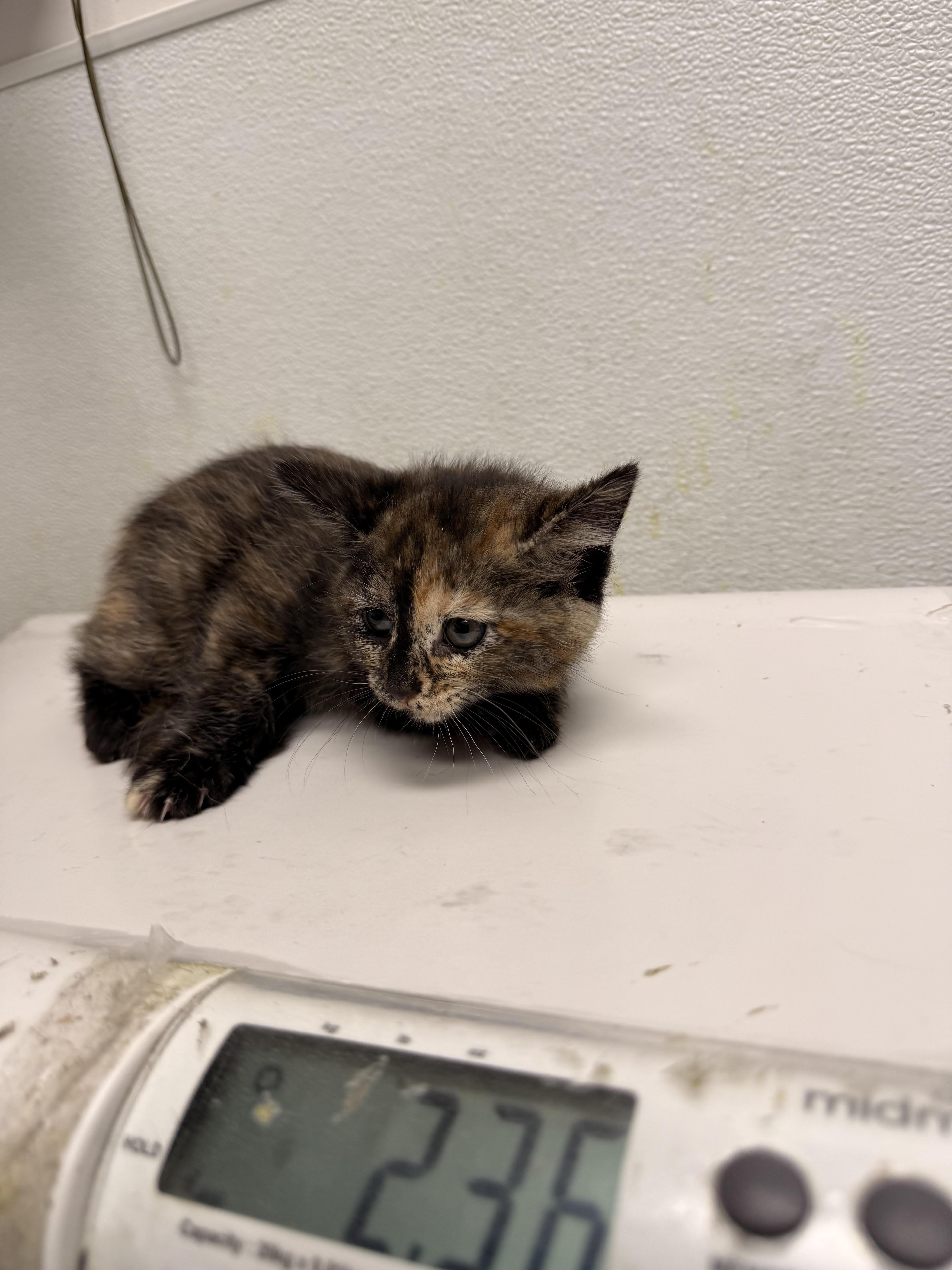 A baby small-sized female Domestic Short Hair cat named Mary for adoption in Los Angeles, CA