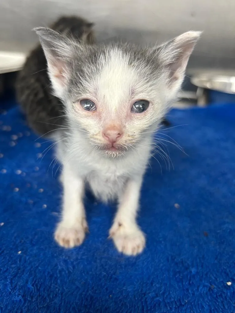 A baby small-sized male Domestic Short Hair cat named Ross for adoption in Hartsville, SC