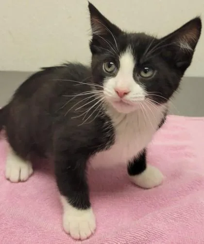 A baby small-sized male Domestic Short Hair cat named Quail for adoption in Eugene, OR