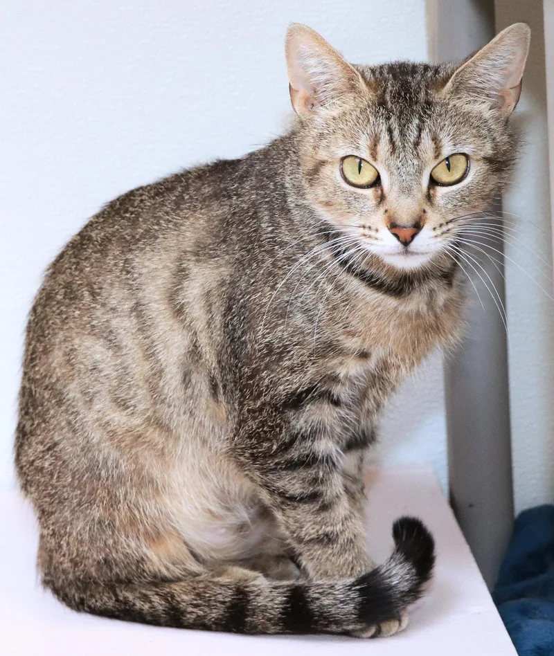 An adult medium-sized female Tabby (Brown / Chocolate) Domestic Short Hair cat named Ainsley for adoption in Cincinnati, OH