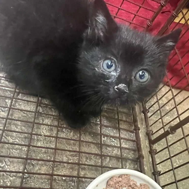 A baby small-sized male Black Domestic Short Hair cat named Aj for adoption in Winchester, VA
