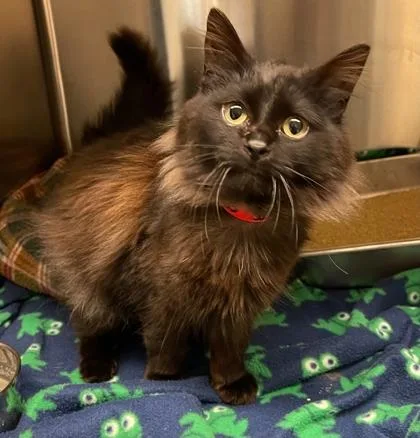 Josephine thumbnail 2