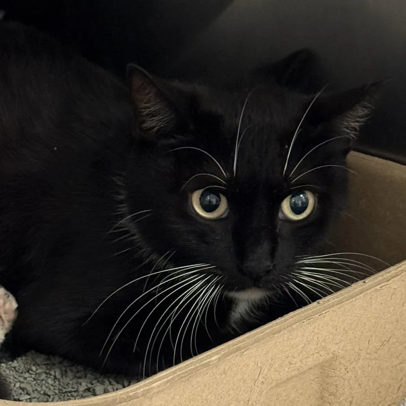 A young medium-sized female Black Domestic Short Hair cat named Triceratops for adoption in Austin, TX